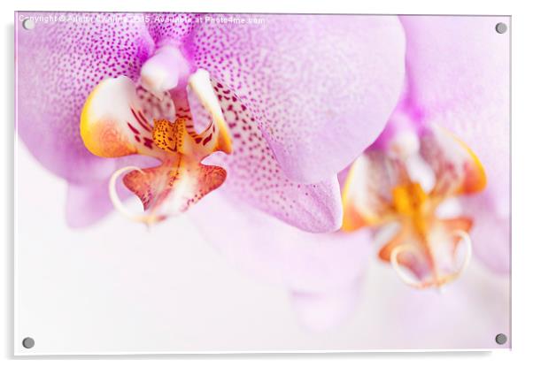 Pink spotted Orchid copyspace Acrylic by Arletta Cwalina