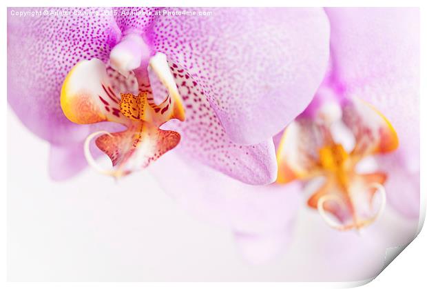 Pink spotted Orchid copyspace Print by Arletta Cwalina