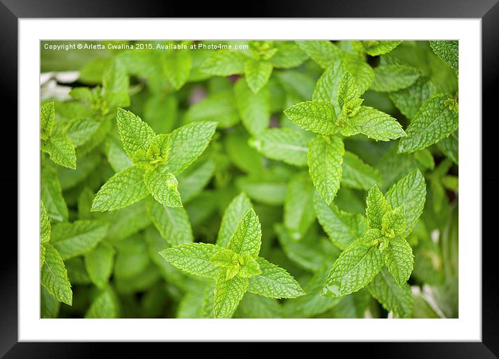 Mint medicinal herb plant foliage Framed Mounted Print by Arletta Cwalina