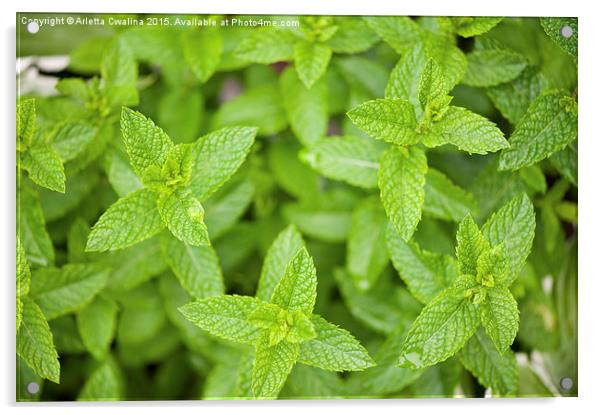 Mint medicinal herb plant foliage Acrylic by Arletta Cwalina