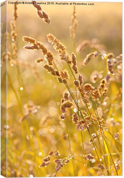 Grass meadow after the rain Canvas Print by Arletta Cwalina