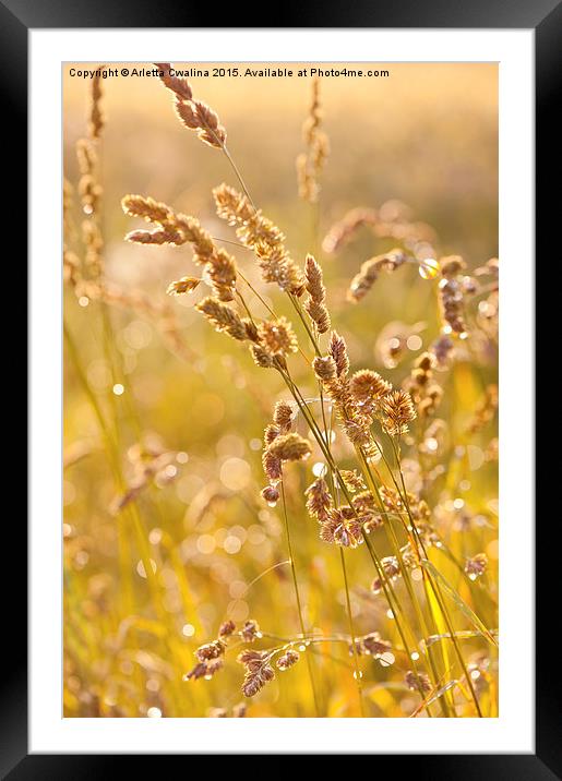 Grass meadow after the rain Framed Mounted Print by Arletta Cwalina
