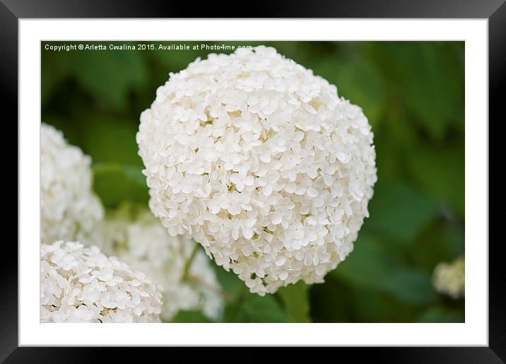 Spherical hydrangea inflorescences Framed Mounted Print by Arletta Cwalina