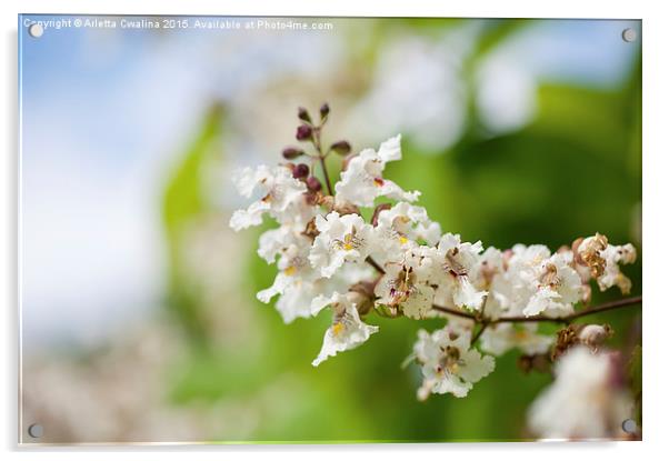 Tubular catalpa flowering macro Acrylic by Arletta Cwalina