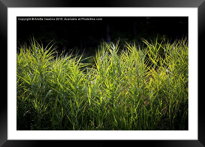 Brights reeds in sunny weather Framed Mounted Print by Arletta Cwalina