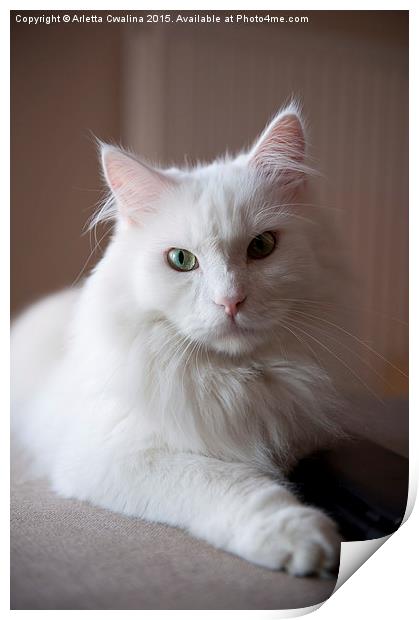 Turkish Angora white cat Print by Arletta Cwalina