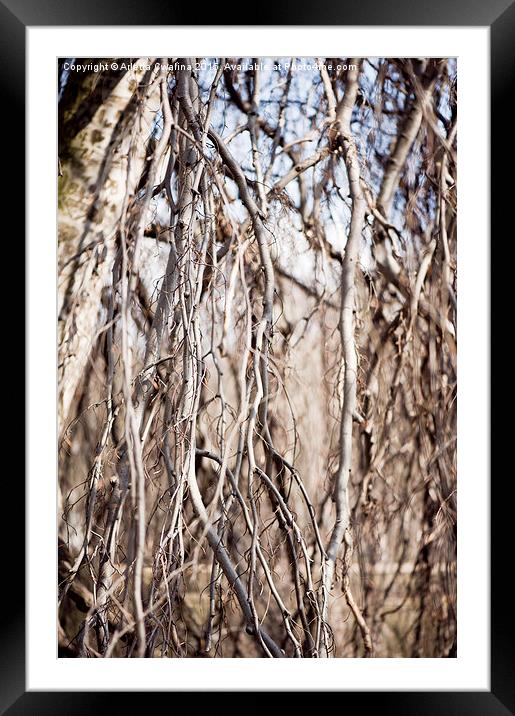 Fall twigs melancholic nature Framed Mounted Print by Arletta Cwalina