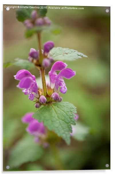 Lamium maculatum inflorescence Acrylic by Arletta Cwalina