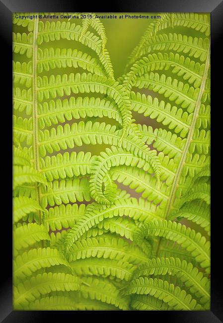 Curled fern green foliage Framed Print by Arletta Cwalina