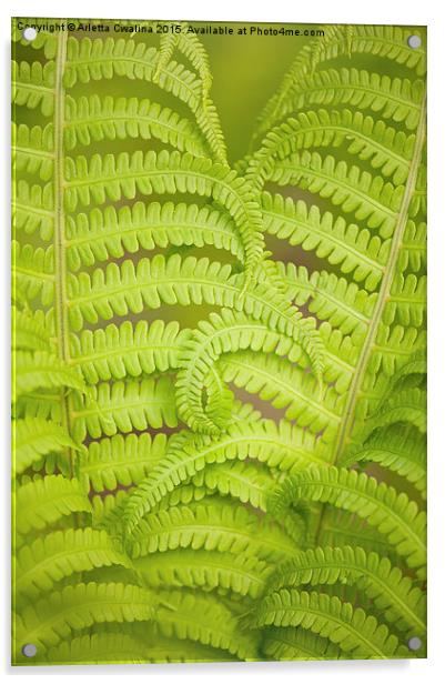 Curled fern green foliage Acrylic by Arletta Cwalina