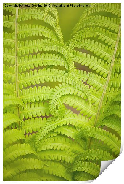 Curled fern green foliage Print by Arletta Cwalina