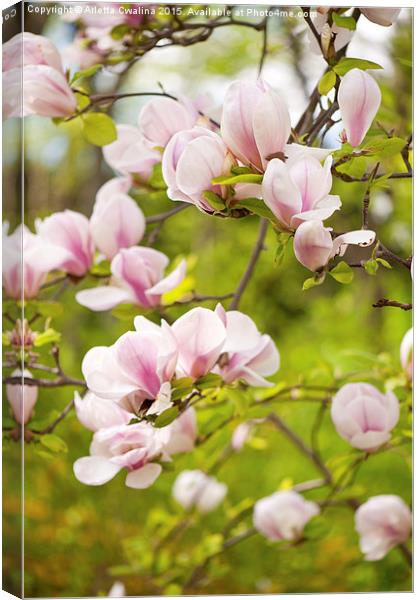 Magnolia pink efflorescences Canvas Print by Arletta Cwalina
