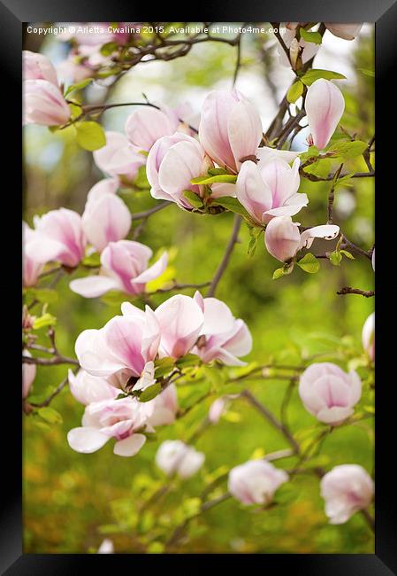 Magnolia pink efflorescences Framed Print by Arletta Cwalina