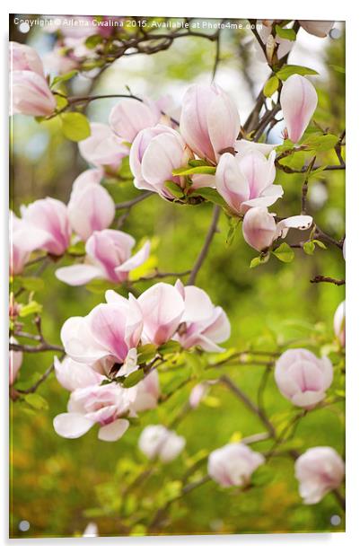 Magnolia pink efflorescences Acrylic by Arletta Cwalina