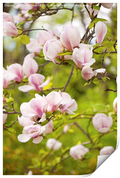 Magnolia pink efflorescences Print by Arletta Cwalina