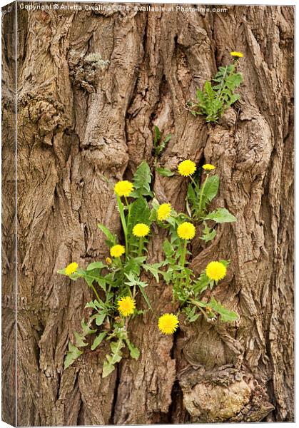 Dandelion plants grow in tree Canvas Print by Arletta Cwalina