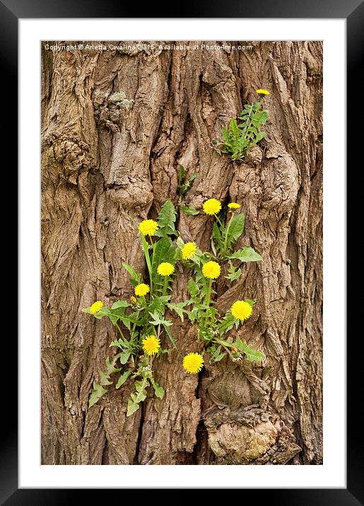 Dandelion plants grow in tree Framed Mounted Print by Arletta Cwalina