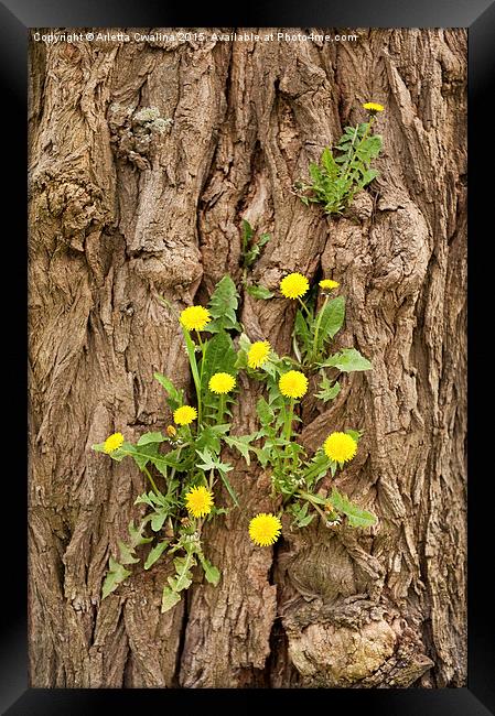 Dandelion plants grow in tree Framed Print by Arletta Cwalina