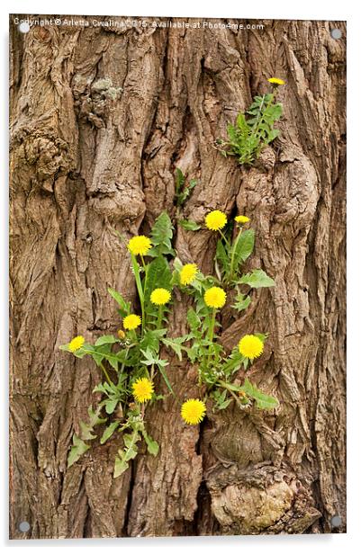 Dandelion plants grow in tree Acrylic by Arletta Cwalina