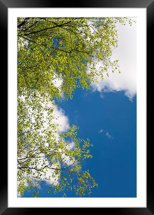Spring birch tree leaves Framed Mounted Print by Arletta Cwalina