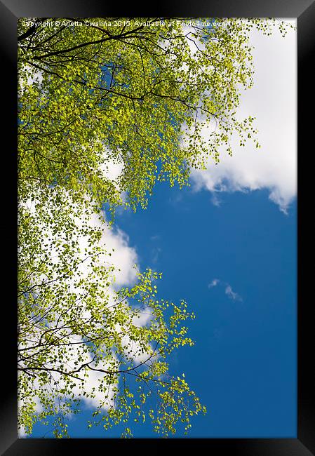 Spring birch tree leaves Framed Print by Arletta Cwalina