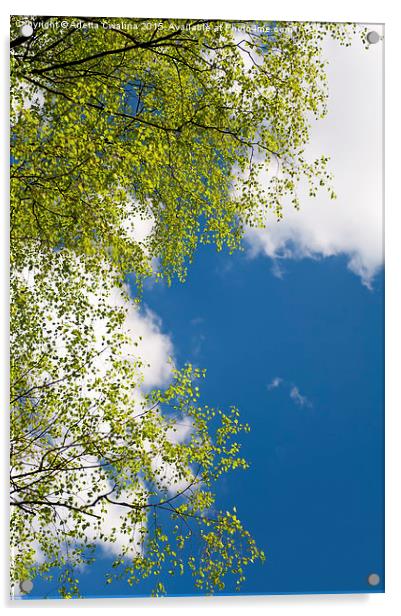 Spring birch tree leaves Acrylic by Arletta Cwalina