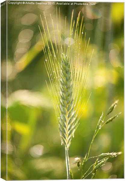 Raindrops on cereal rye plant Canvas Print by Arletta Cwalina