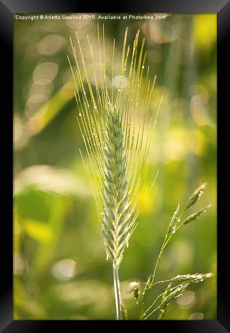 Raindrops on cereal rye plant Framed Print by Arletta Cwalina