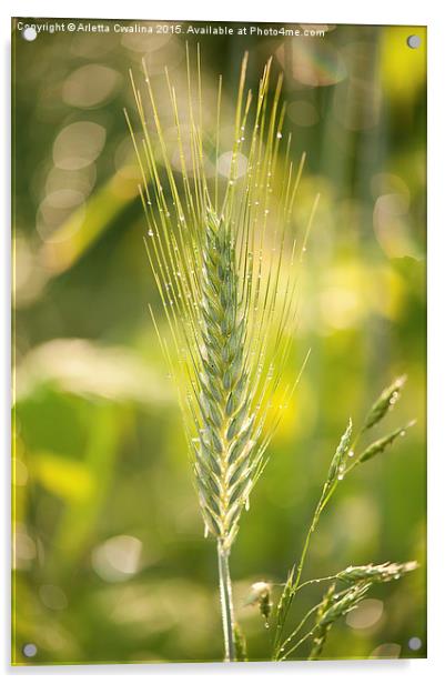 Raindrops on cereal rye plant Acrylic by Arletta Cwalina