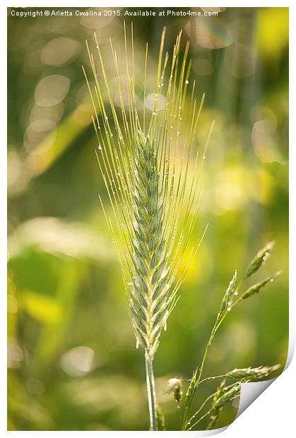 Raindrops on cereal rye plant Print by Arletta Cwalina