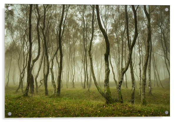 Misty Autumn woodland, Bolehill, Derbyshire Acrylic by Andrew Kearton