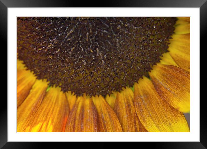  Summer Sunflower Framed Mounted Print by Jacqui Farrell