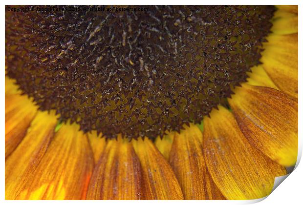  Summer Sunflower Print by Jacqui Farrell