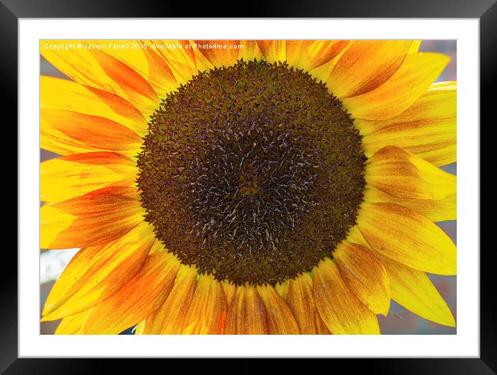 Summer Sunflower  Framed Mounted Print by Jacqui Farrell