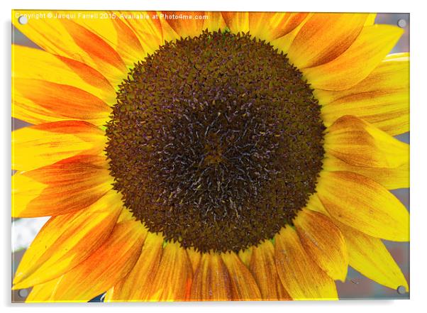 Summer Sunflower  Acrylic by Jacqui Farrell