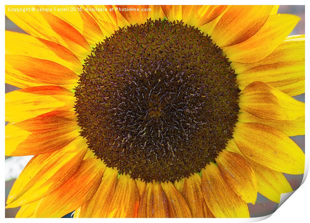 Summer Sunflower  Print by Jacqui Farrell