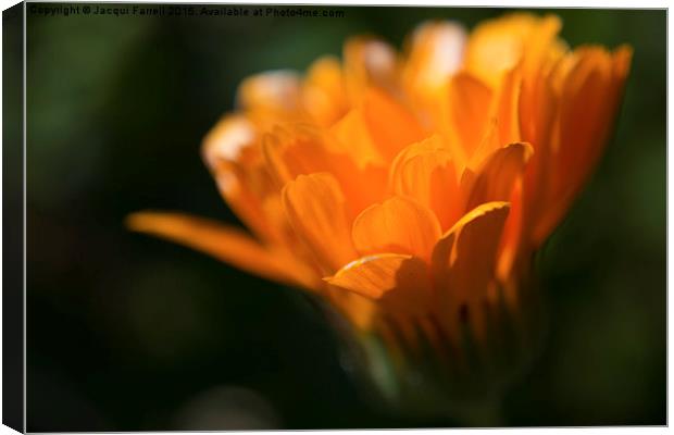 Marigold in Macro Canvas Print by Jacqui Farrell