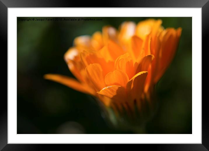 Marigold in Macro Framed Mounted Print by Jacqui Farrell