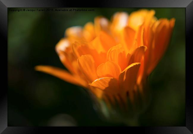 Marigold in Macro Framed Print by Jacqui Farrell