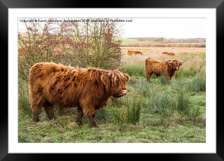  Highland Cattle Framed Mounted Print by Sandi-Cockayne ADPS