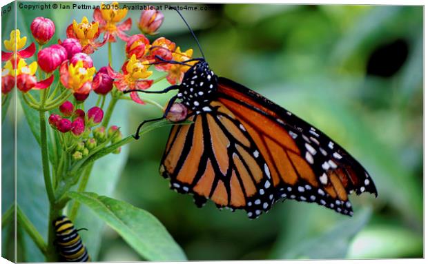Monarch Butterfly Canvas Print by Ian Pettman