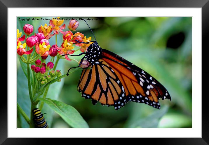 Monarch Butterfly Framed Mounted Print by Ian Pettman