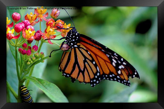 Monarch Butterfly Framed Print by Ian Pettman