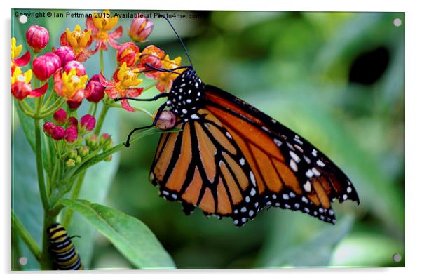 Monarch Butterfly Acrylic by Ian Pettman