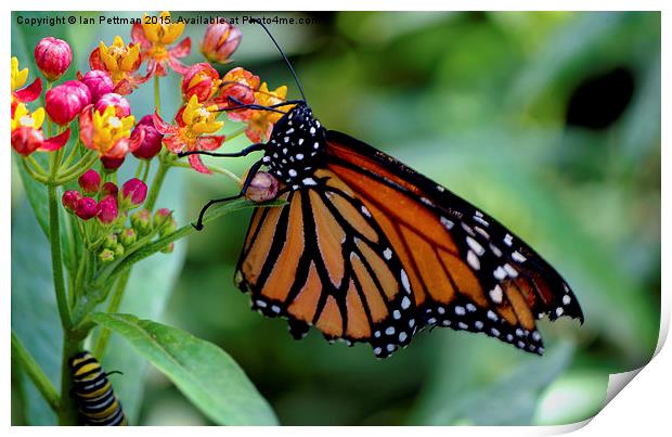 Monarch Butterfly Print by Ian Pettman