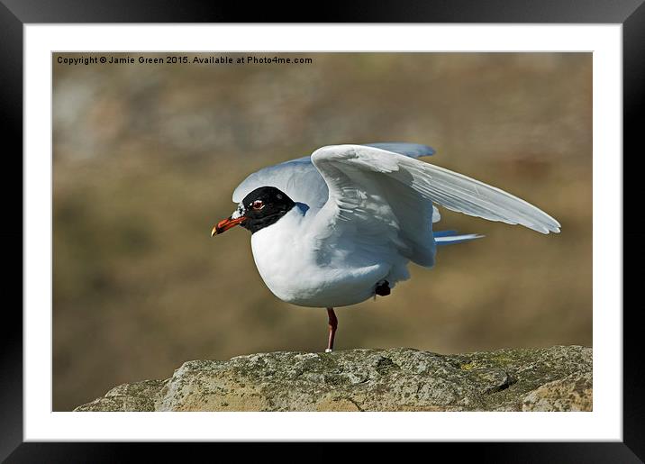  Mediterranean Gull Framed Mounted Print by Jamie Green