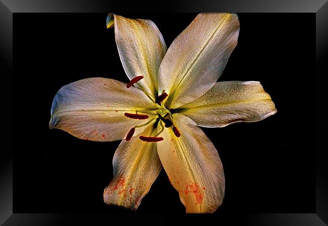  Bold Gold Lily Flower Framed Print by Sue Bottomley