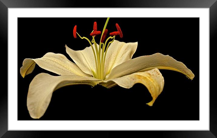  White Lily with a hint of Gold Framed Mounted Print by Sue Bottomley