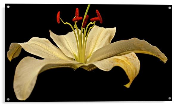  White Lily with a hint of Gold Acrylic by Sue Bottomley