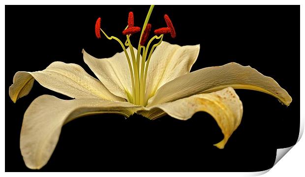  White Lily with a hint of Gold Print by Sue Bottomley